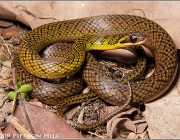 Cobras da Família Helicops Angulatus 5