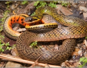 Cobras da Família Helicops Angulatus 6