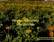 Família Asteraceae 2