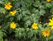 Família Asteraceae 5