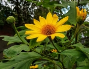 Família Asteraceae 6