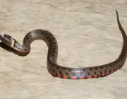 Cobra D'água (Helicops Angulatus)