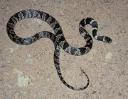 Cobra Dormideira