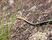 Cobra-cipó (Chironius flavolineatus)