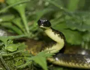 Cobra-cipó (Chironius laevicollis)