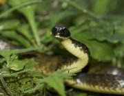 Cobra-cipó (Chironius laevicollis)