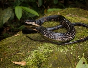 Mica Negra (Chironius grandisquamis)