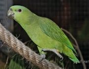 Papagaio da Família - Graydidascalus