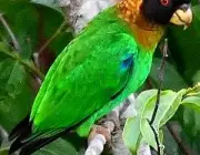 Papagaio da Família - Pyrilia