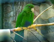 Papagaio da Família - Triclaria