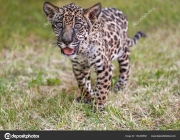 Young baby jaguar (Panthera onca). Felidae family. Little wild cat walking in park. Looking camera