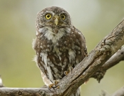 Família Glaucidium 1