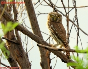 Família Glaucidium 2