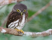 Família Glaucidium 5