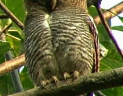 Família Glaucidium 6