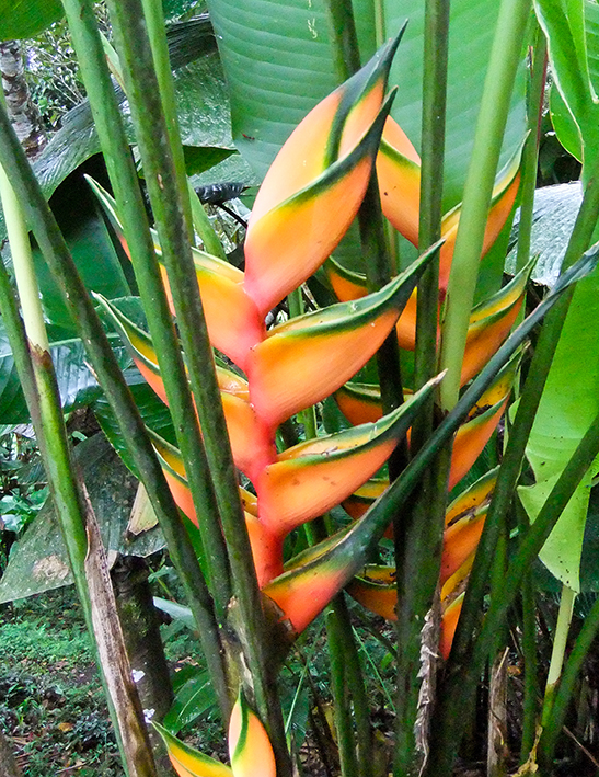 Helicônia Obscura Mundo Ecologia