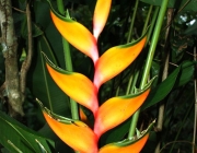 Família Heliconiaceae 4