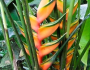 Família Heliconiaceae 6