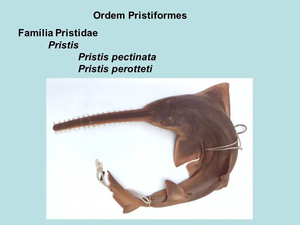 Ordem Pristiformes Família Pristidae Pristis Pristis pectinata Pristis perotteti