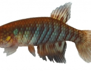 Família Rivulidae 3