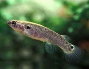 Família Rivulidae 5