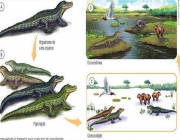 Fatores Abióticos Naturais 5