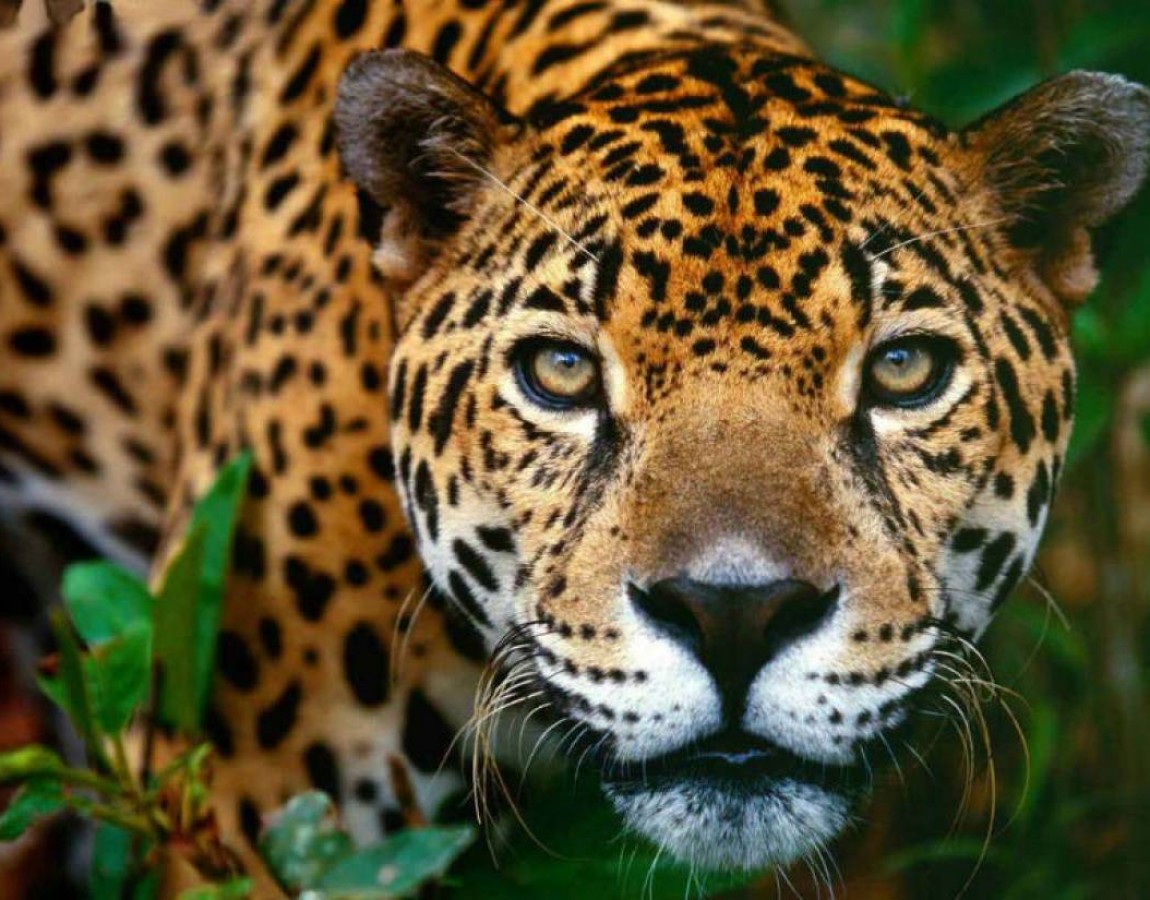 Floresta Amazônica Curiosidades – Mundo Ecologia