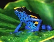 Fauna da Amazônia 5