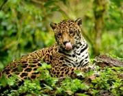 Fauna do Brasil 5