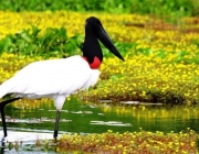 Fauna do Pantanal 1