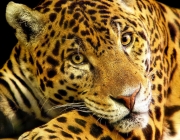 Fauna do Pantanal 5