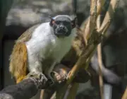 Fauna Em Extinção na Amazônia 1