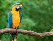 Fauna Em Extinção na Amazônia 2