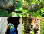 Fauna Em Extinção na Amazônia 4