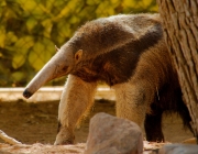 Fauna Em Extinção na Amazônia 5