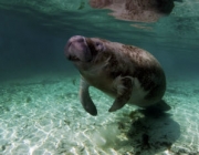 Fauna Em Extinção na Amazônia 6