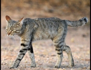 Felis Silvestris Lybica 2