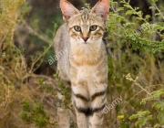 Felis Silvestris Lybica 5