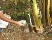 Fertilização da Bananeira 2