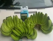 Fertilizante de Bananeira 4
