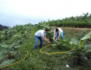 Fertilizar a Bananeira 2