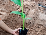 Fertilizar a Bananeira 3