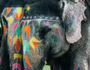 Festival dos Elefantes Indianos Pintados 6