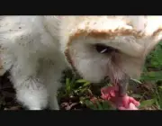 Coruja Branca Comendo 1