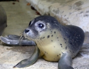 Filhote de Foca em Terra 1