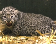 Filhote de Leopardo Persa 1