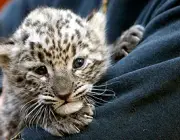 Filhote de Leopardo Persa 2