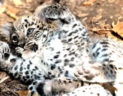 Italy Persian Leopard