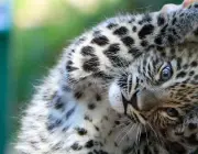 Filhote de Leopardo Persa 4