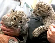 Filhote de Leopardo Persa 5